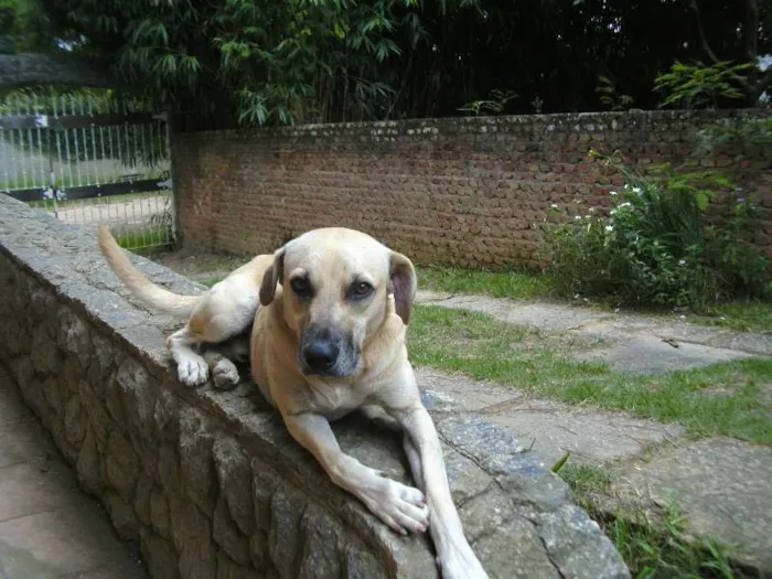 Cachorro ra a vira lata idade 5 anos nome schutz