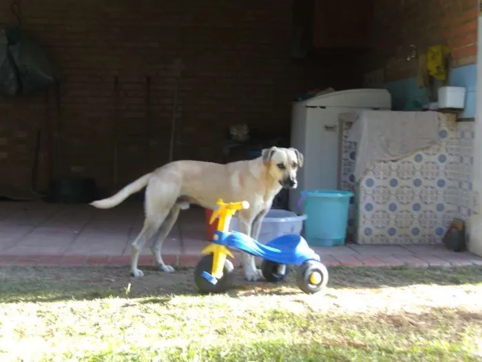 Cachorro ra a vira lata idade 5 anos nome schutz