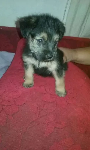 Cachorro raça srd idade 2 a 6 meses nome bebe flores