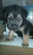 bebe flores