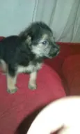 bebe flores