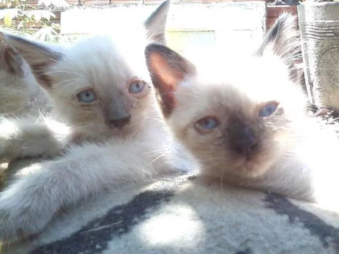 Gato ra a persa idade Abaixo de 2 meses nome afrodite/atena