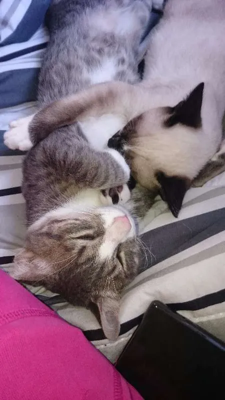 Gato ra a não sei idade 2 a 6 meses nome Zsadist