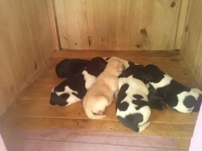 Cachorro ra a  idade Abaixo de 2 meses nome A Grande Família