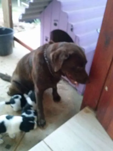 Cachorro ra a  idade Abaixo de 2 meses nome A Grande Família