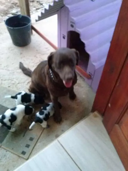 Cachorro ra a  idade Abaixo de 2 meses nome A Grande Família