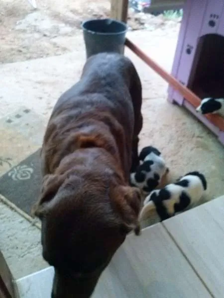 Cachorro ra a  idade Abaixo de 2 meses nome A Grande Família