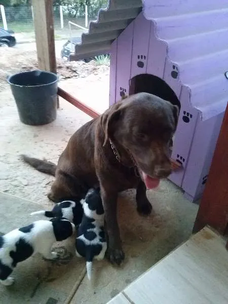 Cachorro ra a  idade Abaixo de 2 meses nome A Grande Família