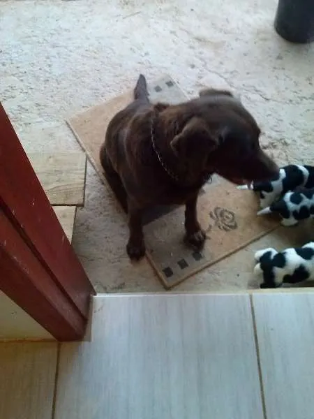 Cachorro ra a  idade Abaixo de 2 meses nome A Grande Família