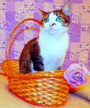 Gato raça SRD idade 2 anos nome Cindy 