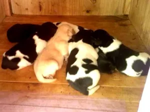 Cachorro raça  idade Abaixo de 2 meses nome A Grande Família