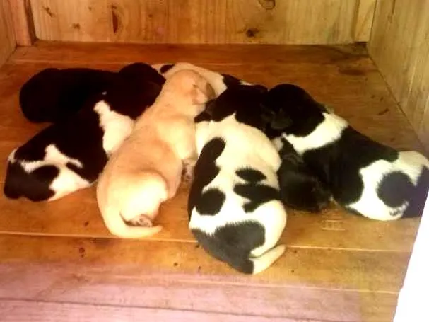 Cachorro ra a  idade Abaixo de 2 meses nome A Grande Família