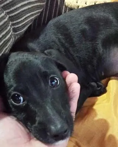 Cachorro ra a indefinida idade 2 a 6 meses nome Fiona