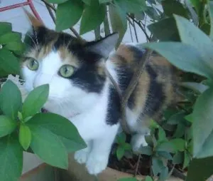 Gato raça SRD idade 2 anos nome Khalessi