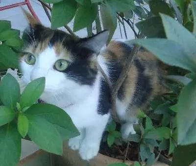 Gato ra a SRD idade 2 anos nome Khalessi