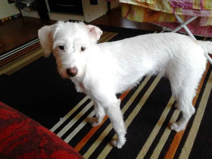 Cachorro ra a srd idade 1 ano nome Matsumoto 