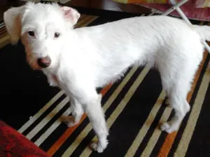 Cachorro raça srd idade 1 ano nome Matsumoto 