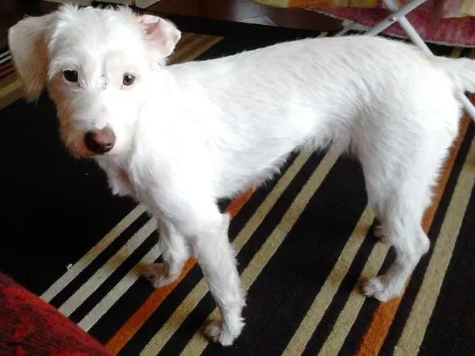 Cachorro ra a srd idade 1 ano nome Matsumoto 