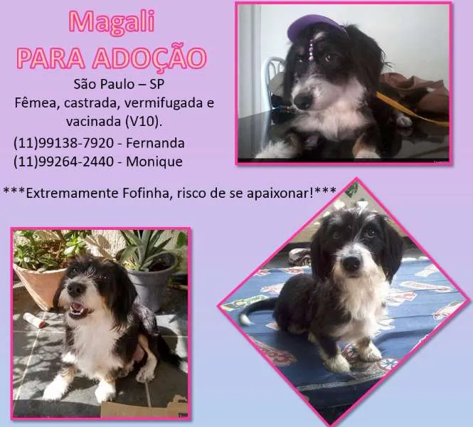 Cachorro ra a SRD idade 5 anos nome Magali