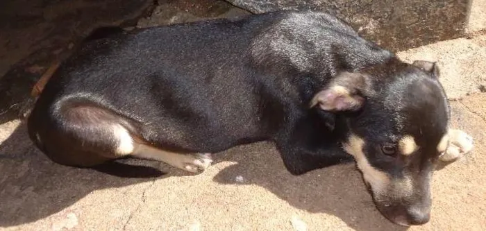 Cachorro ra a vira lata idade 2 a 6 meses nome sem nome