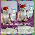 filhotes
