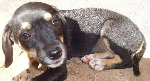 Cachorro ra a vira lata idade 2 a 6 meses nome sem nome