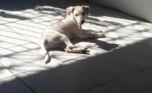 Cachorro raça SRD idade 2 a 6 meses nome Tobby