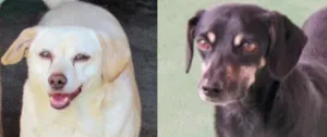 Cachorro raça  idade 6 ou mais anos nome BABY E BEBÊ