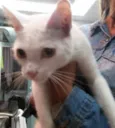 Gato raça SRD idade 2 a 6 meses nome não tem