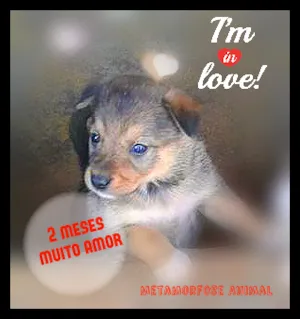 Cachorro raça Original idade Abaixo de 2 meses nome Amora