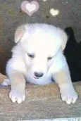 Princesa