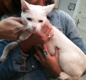 Gato raça SRD idade 2 a 6 meses nome não tem