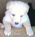Princesa