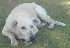 Cachorro raça  idade  nome Não sei