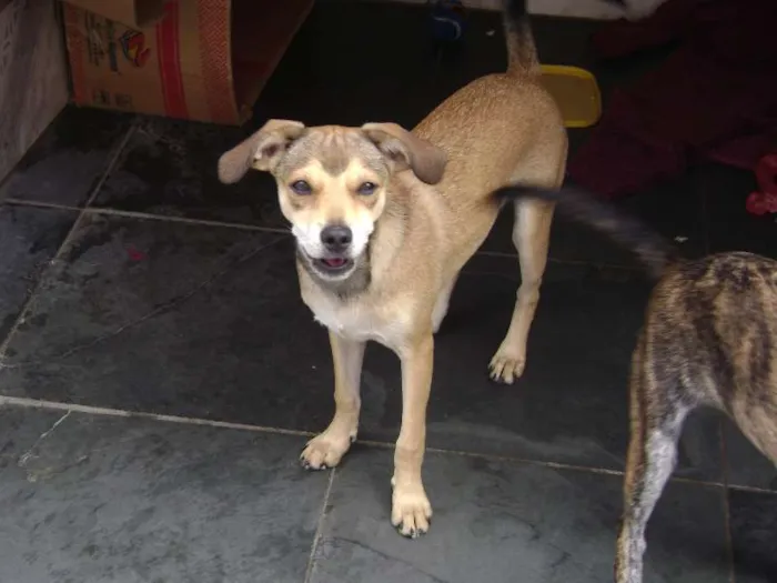 Cachorro ra a SRD idade 2 anos nome Tonya