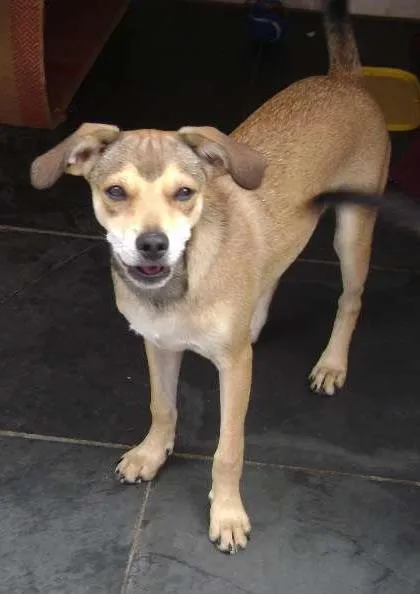 Cachorro ra a SRD idade 2 anos nome Tonya