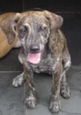 Tasha