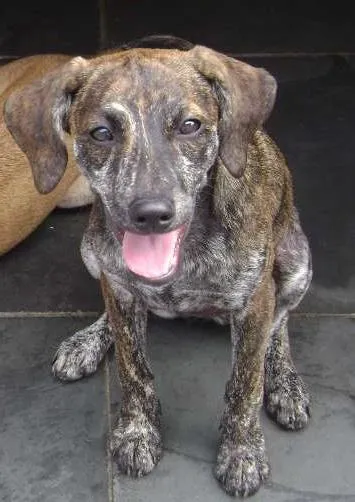 Cachorro ra a SRD idade 2 anos nome Tasha