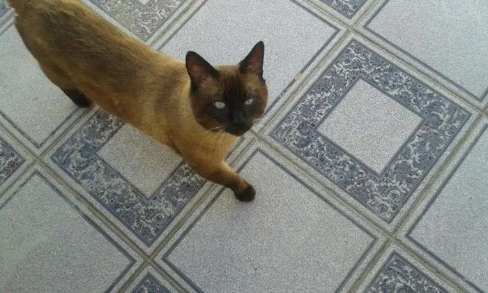 Gato ra a SRD idade 3 anos nome Raul/Chorão