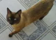 Raul/Chorão