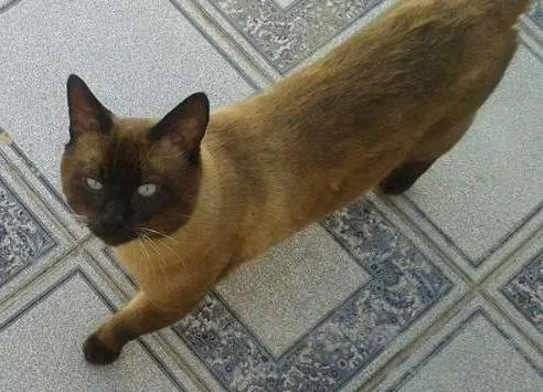 Gato ra a SRD idade 3 anos nome Raul/Chorão