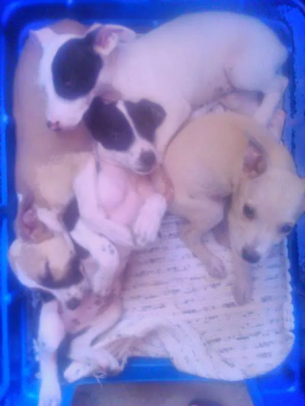 Cachorro ra a não sei idade Abaixo de 2 meses nome filhotes