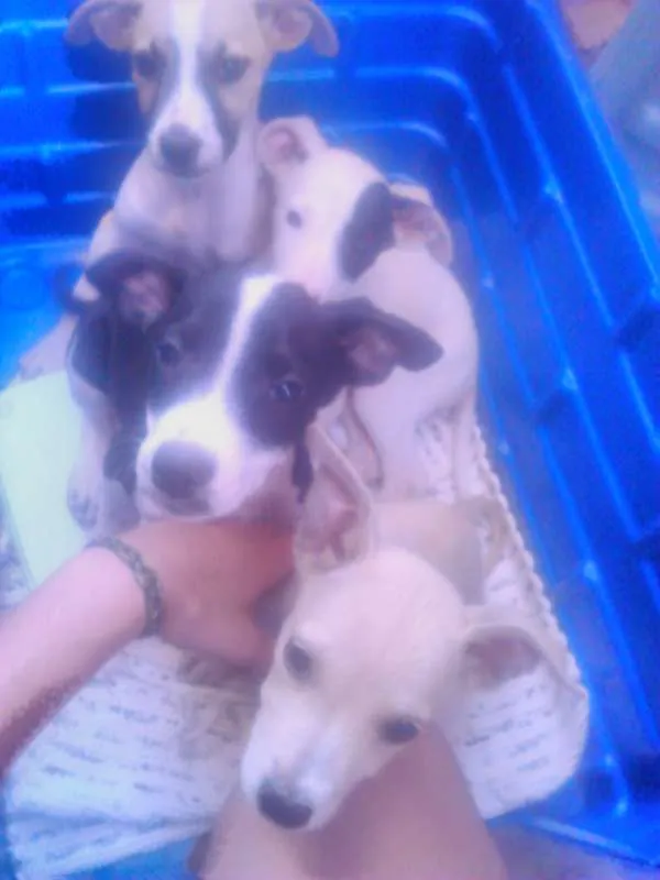 Cachorro ra a não sei idade Abaixo de 2 meses nome filhotes