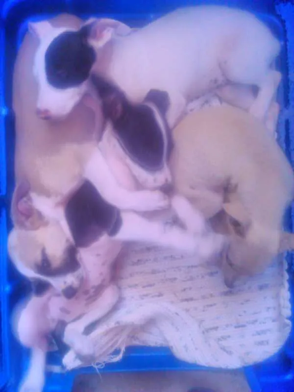 Cachorro ra a não sei idade Abaixo de 2 meses nome filhotes