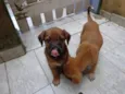 FOFO