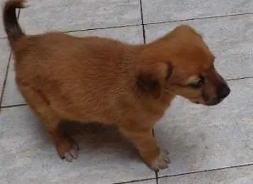 Cachorro ra a SRD idade  nome FOFO
