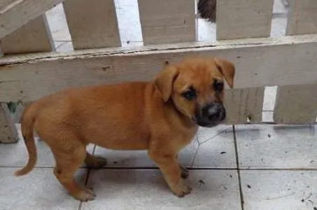 Cachorro ra a SRD idade  nome FOFO
