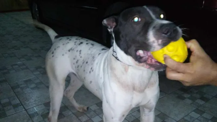 Cachorro ra a Pit-Bull idade 1 ano nome THOR