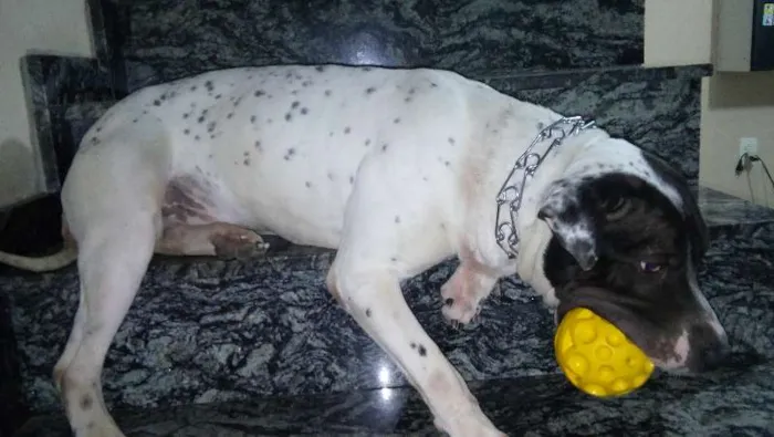 Cachorro ra a Pit-Bull idade 1 ano nome THOR