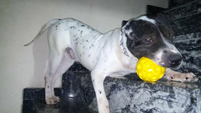 Cachorro ra a Pit-Bull idade 1 ano nome THOR